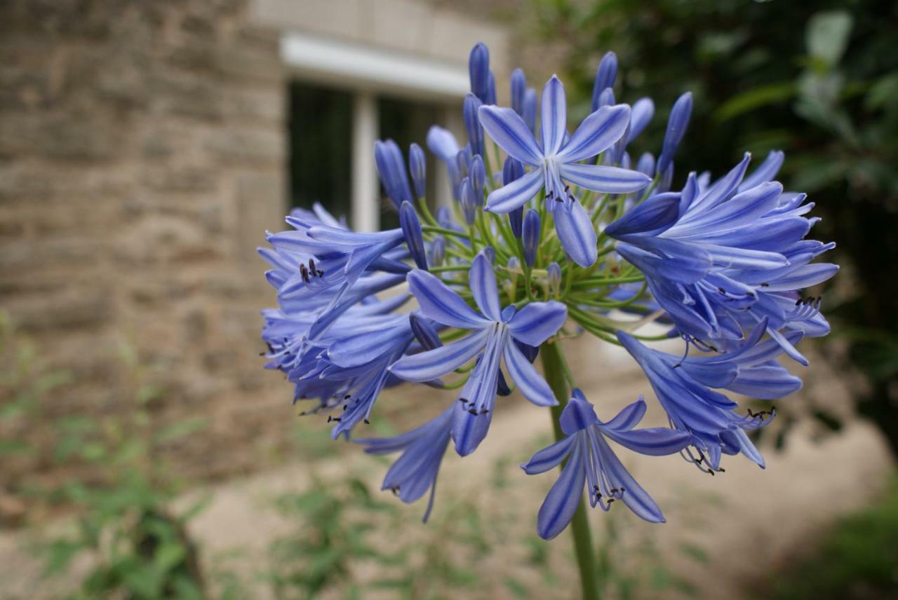 Pluherlin Aux Agapanthes B&B 외부 사진